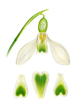 Beyaz kardelen çiçek yaprakları ile.