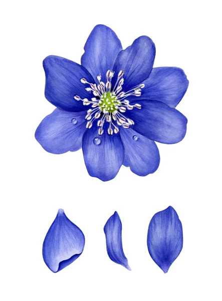 Blauwe hepatica met bloemblaadjes. — Stockfoto