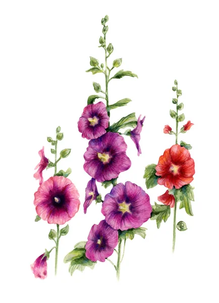 Fleurs de Malva. Illustration botanique aquarelle . — Photo