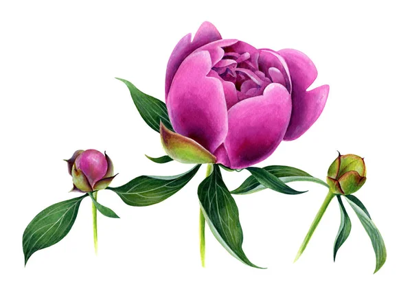 Rosa Pfingstrose mit Blättern und kleinen Knospen. — Stockfoto