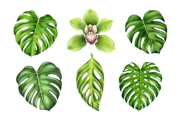Tropische Kulisse. Monstera Blätter und Orchideenblume. — Stockfoto