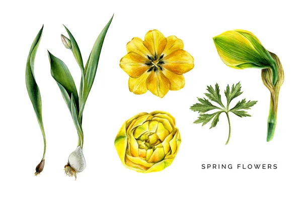 Bahar sarı çiçekleri ayarlayın. Lale, narcissuss ve globeflower yaprak. — Stok fotoğraf