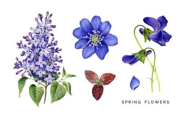 Vårens uppsättning violetta blommor. Syren, violer och blåsippor. — Stockfoto