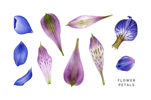 Set aus blauen und violetten Blütenblättern. Alstroemeria, Hepatica, Iris und Delphinium. — Stockfoto