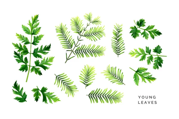 Lichte set van jonge bladeren. Groene takken van dawn redwood en bladeren van het wild groeiende planten. — Stockfoto
