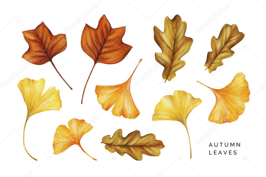 Watercolor set of autumn leaves. Tulip tree, oak and ginkgo leaves. 