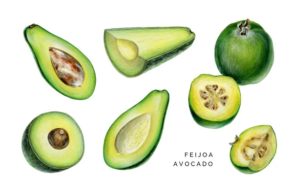 Set van avocado en feijoa. — Stockfoto