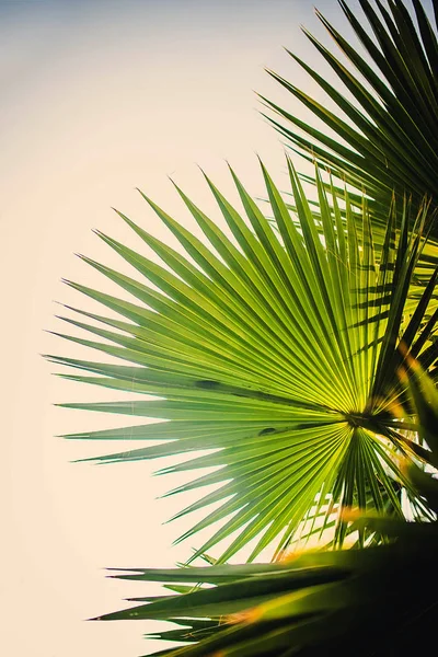 Green palm leaf in sunlight. Sunny day exotic nature wallpaper. Tropical island summer. Vacation in tropic banner template. Coco palm leaf texture. Palm leaf closeup