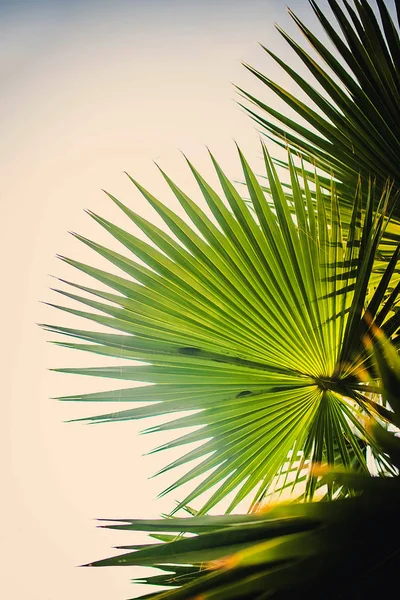 Güneş ışığı yeşil palmiye yaprağı. Güneşli bir gün egzotik doğa duvar kağıdı. Tropik ada yaz. Tropic banner şablon tatil. Coco palm yaprak doku. Palmiye yaprağı portre