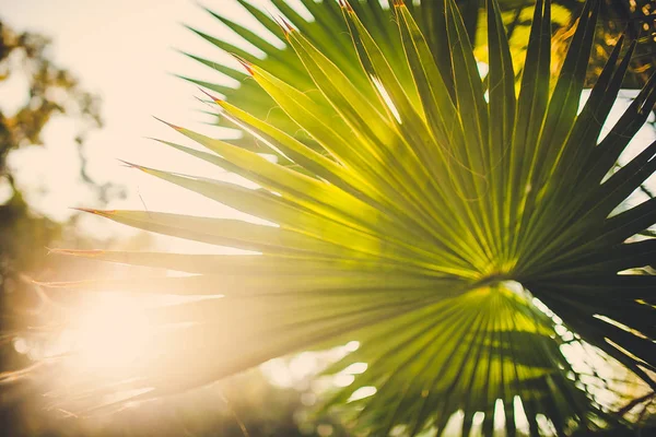 Güneş ışığı yeşil palmiye yaprağı. Güneşli bir gün egzotik doğa duvar kağıdı. Tropik ada yaz. Tropic banner şablon tatil. Coco palm yaprak doku. Palmiye yaprağı portre