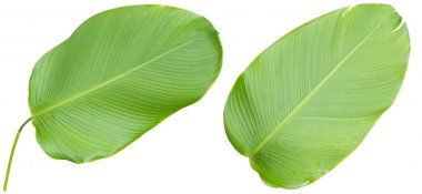 Beyaz arkaplanda izole edilmiş yapraklar