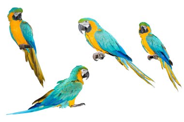 Papağanı macaws topluluğu.
