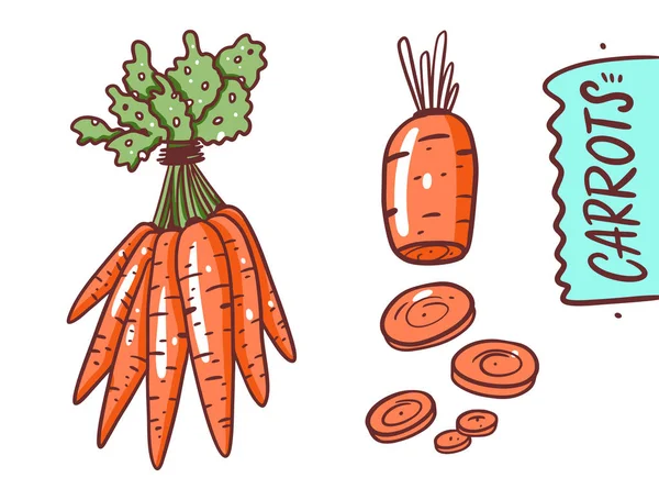 Bouquet de carottes et tranches. Illustration vectorielle de dessin à la main. Cartoon style . — Image vectorielle