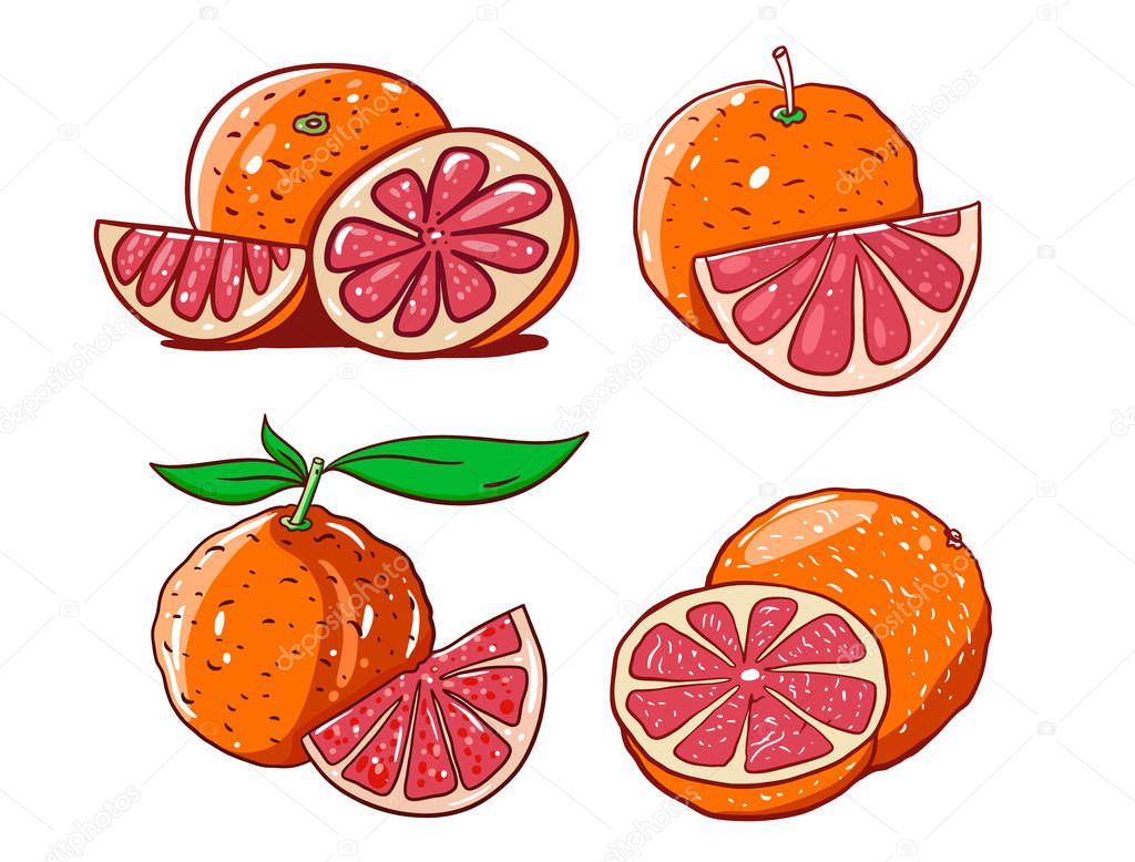 Grapefruit set in cartoon style with outline. Hand drwn vector illustration.