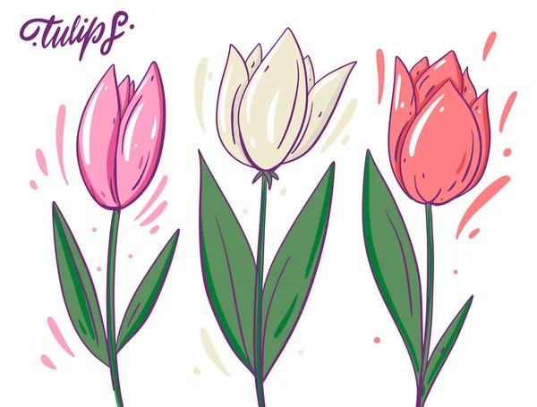 Tulipanes blancos y rosados. Ilustración vectorial dibujada a mano. Estilo de dibujos animados con contorno . — Vector de stock