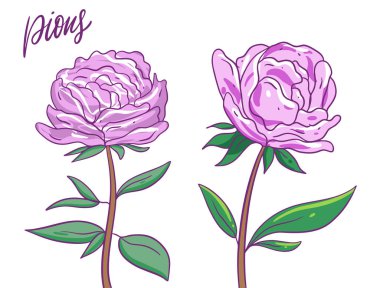 İki Pembe Pion çiçeği. Vektör çizimi. Beyaz arkaplanda izole.