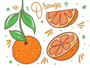 Bir dal üzerinde portakallar ve dilimler. Bütün meyve ve dilimle. Çizgi film tarzında vektör illüstrasyonu. Beyaz arkaplanda izole.