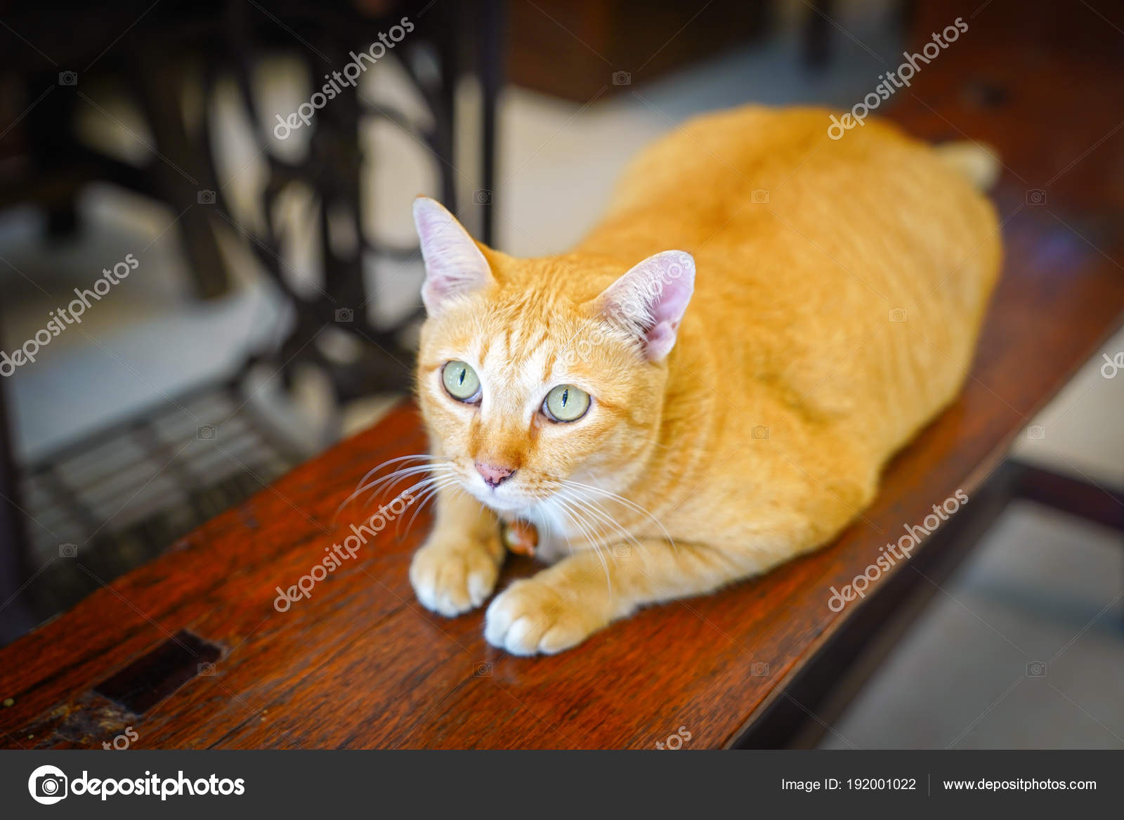 fat orange cat stare up to ceiling — Stock Photo © surachetsh 192001022