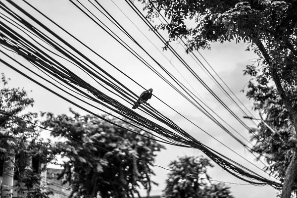 crow hang on to electric cable