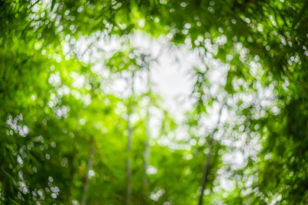 # Bulanık bir sürü bambu ağacı dalları ve yaprakları # — Stok fotoğraf