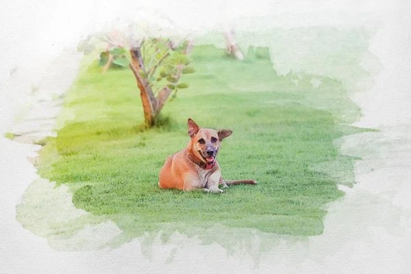 Aquarela pintada de relaxante sorriso cão com colarinho vermelho leigos fazer — Fotografia de Stock