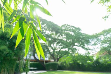 Arka planda herhangi bir metin veya alıntı için kopyalama alanı olan basit bir Bambu yaprağı bahçede.
