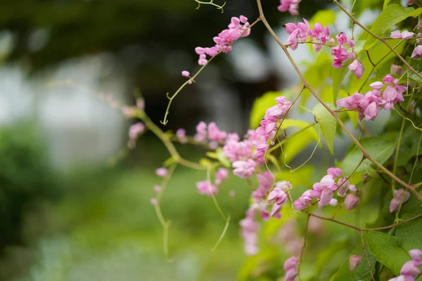 粉红的常春藤 花朵里有小蜜蜂 背景模糊不清 — 图库照片