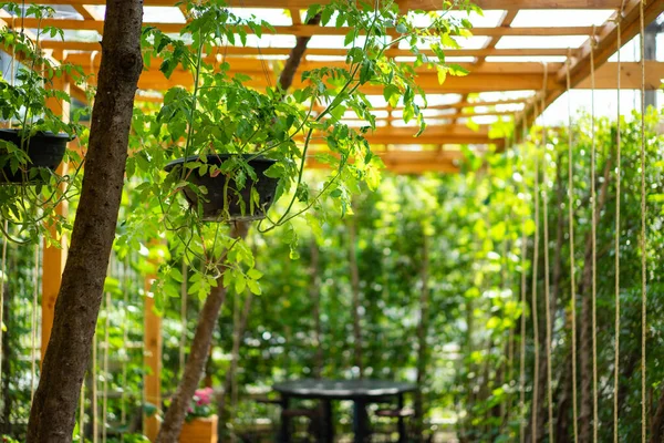 Tree Hanging Black Plastic Pot Created Human Blur Wood Battens — Stock Photo, Image