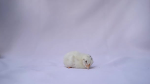 Sleeping White Appenzeller Chick White Clear Background — Stock Video
