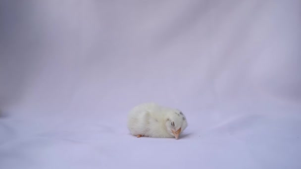 Durmiendo Blanco Appenzeller Chick Sobre Fondo Blanco Claro — Vídeo de stock