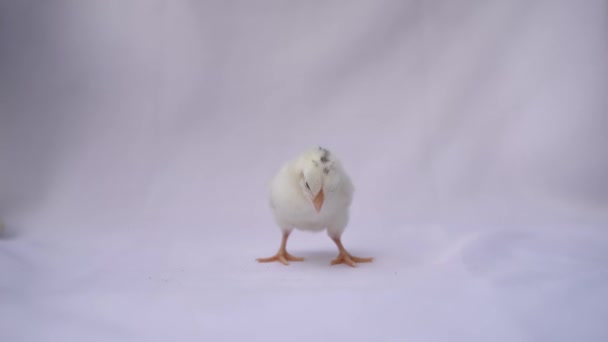 Sleepy White Appenzeller Chick Nods Wants Sleep Λευκό Πανί Σαφές — Αρχείο Βίντεο