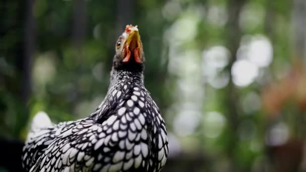 Close Tot Zilver Wit Man Sebright Chick Wazig Bokeh Groene — Stockvideo