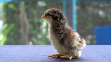 Bebek Mini Wyandotte Piliç mavi kumaş masa örtüsü üzerinde yeşil bahçe bokeh bulanık arka plan.
