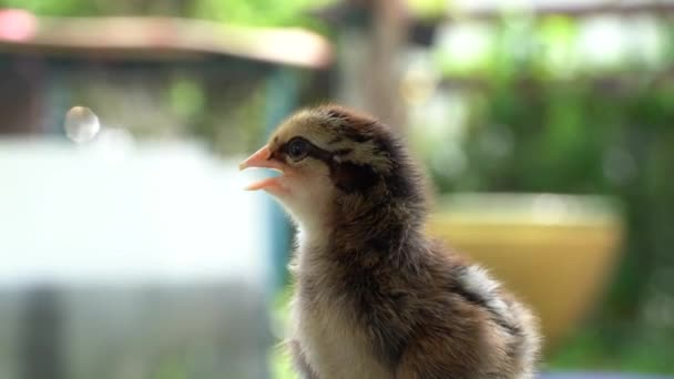 Närbild Baby Mini Wyandotte Chick Huvud Och Ansikte Grön Trädgård — Stockvideo