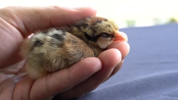 Schattig Wyandotte Chick Slapen Mens Hand Outdoor Licht Met Wazig — Stockvideo