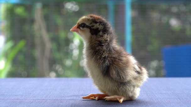 Baby Mini Wyandotte Kuřátko Modrém Potahu Látkového Stolu Zelenou Zahradou — Stock video