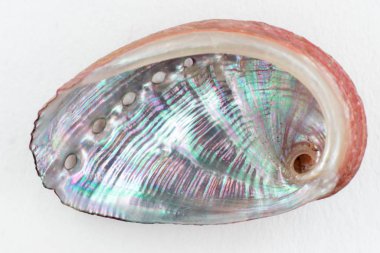 Deniz kabuğu. Makrofotografia de Concha marinası