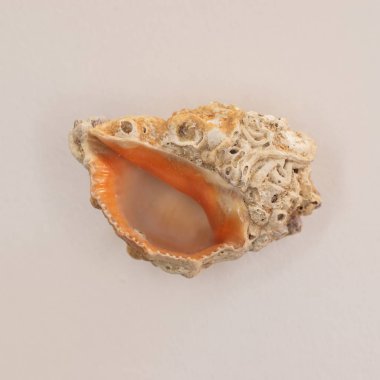 Deniz kabuğu makro fotoğrafçılığı 