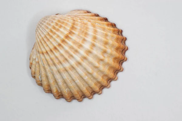 Macro Photographie Seashell Photo De Stock