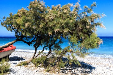  Divi divi ağaçlar ve sahilde kırmızı tekne 