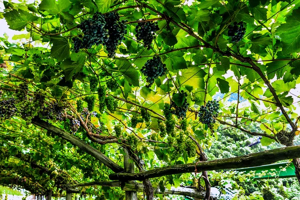 Roof of grapes — Stock Photo, Image