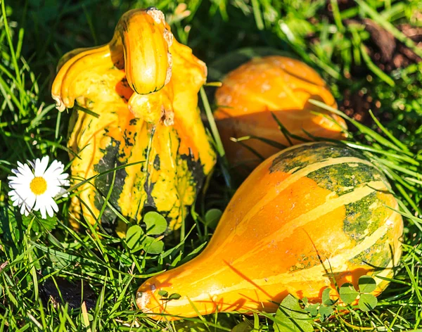 Small gourds in the grass — Stock Photo, Image