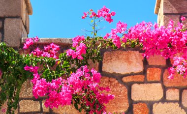 Parlak pembe çiçekli Begonvil ışığında 