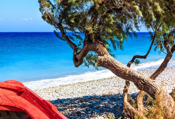 Divi divi ağaç ve deniz kırmızı bir teknede — Stok fotoğraf