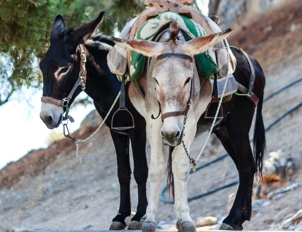 Zwei schöne Esel namens Taxi, Rhodos-Insel, Griechenland — Stockfoto