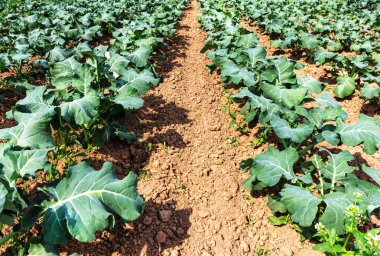 Erken yaz alanında pazı