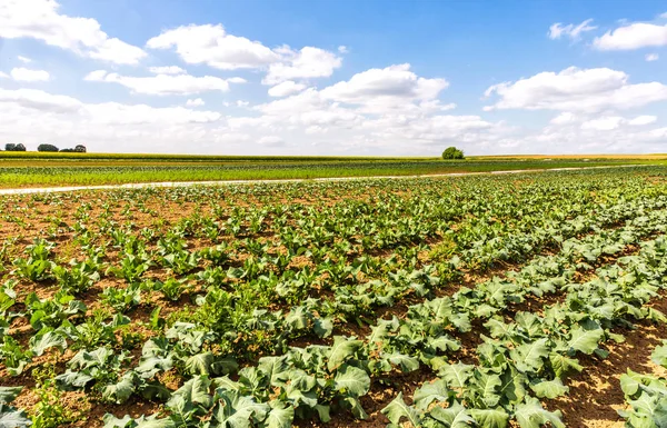 Campo de acelgas a principios de verano —  Fotos de Stock