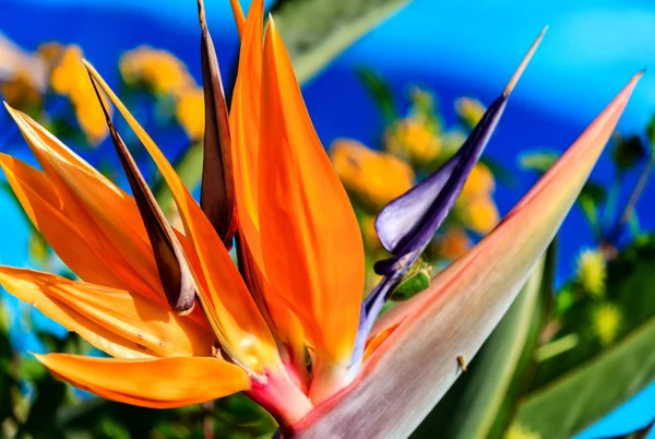 Bird of paradise, exotické strelitzia — Stock fotografie