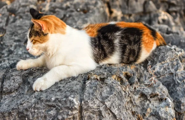 日差しの中で岩の上で眠っているギリシャ街猫 — ストック写真