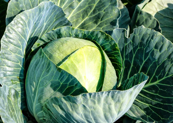 Beautiful growing white cabbage in field — Stock Photo, Image
